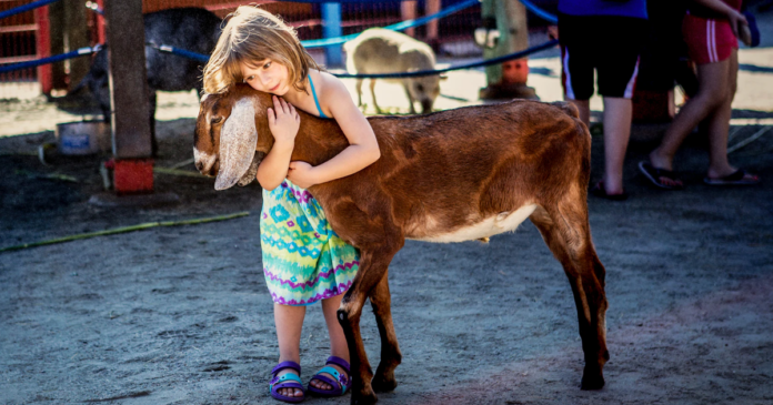 Affection Section Petting Zoo