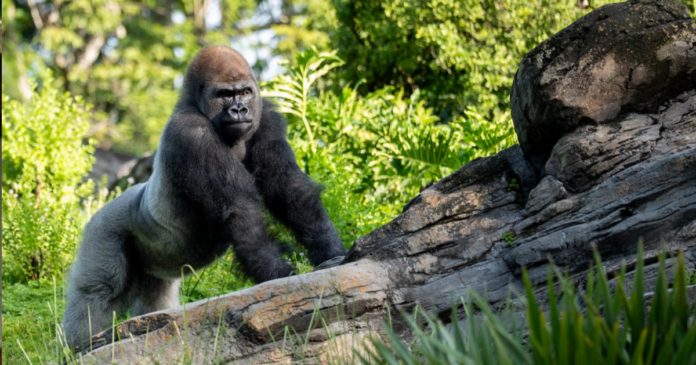 Bakari Silverback Gorilla Bakari Silverback Gorilla