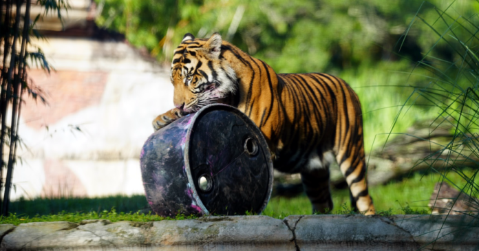 Bakso Sumatran tiger
